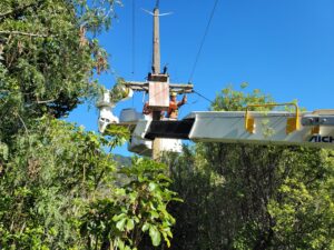 Bushwork by D Quinn - R Brown